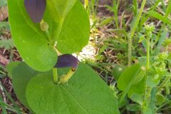 Aristolochia rotunda rotunda_Merce Vallicrosa CC BY-NC
