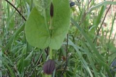 Aristolochia rotunda rotunda_Merce Vallicrosa CC BY-NC