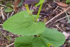 Aristolochia rotunda rotunda_Merce Vallicrosa CC BY-NC