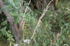 Arrhenatherum elatius elatius_Izan Lopez CC BY-NC