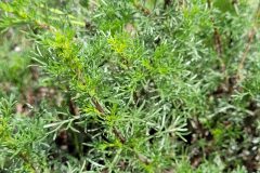 Artemisia campestris_Jordi Bassols CC BY-NC SA