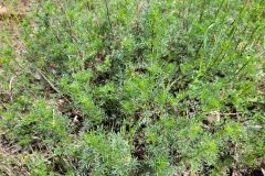 Artemisia campestris_Jordi Bassols CC BY-NC SA