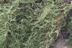 Artemisia campestris_Merce Vallicrosa CC BY-NC