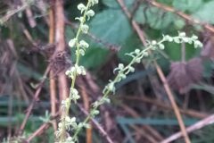 Artemisia campestris_Merce Vallicrosa CC BY-NC