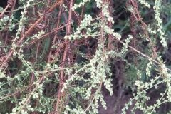 Artemisia campestris_Merce Vallicrosa CC BY-NC