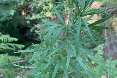 Artemisia verlotiorum_Begona Travy CC BY-NC