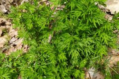 Artemisia verlotiorum_Merce Vallicrosa CC BY-NC