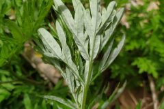 Artemisia verlotiorum_Merce Vallicrosa CC BY-NC