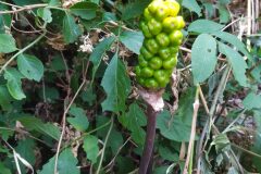 Arum italicum_Carles Rodriguez CC BY-NC