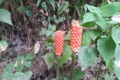 Arum italicum_Carles Rodriguez CC BY-NC