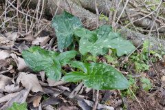 Arum italicum_Eden Ramirez