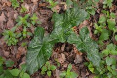 Arum italicum_Gabriel Huguet