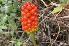 Arum italicum_Jordi Rovira