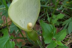 Arum italicum_Merce Vallicrosa CC BY-NC