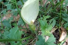 Arum italicum_Merce Vallicrosa CC BY-NC