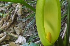 Arum italicum_Merce Vallicrosa CC BY-NC