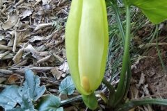 Arum italicum_Merce Vallicrosa CC BY-NC