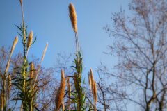 Arundo donax_Debora Armenteros
