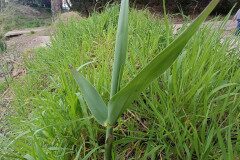 Arundo donax_Jordi Bassi
