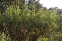 Arundo donax_Katarzyna Zarnowiec CC BY-SA