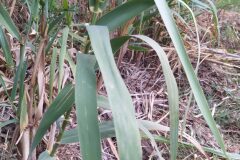 Arundo donax_Merce Vallicrosa CC BY-NC