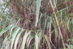 Arundo donax_Merce Vallicrosa CC BY-NC