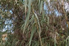 Arundo donax_Merce Vallicrosa CC BY-NC