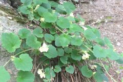 Asarina procumbens_Joanjo Garcia CC BY-NC
