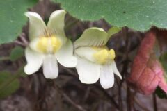Asarina procumbens_Joanjo Garcia CC BY-NC