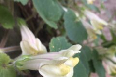 Asarina procumbens_Joanjo Garcia CC BY-NC