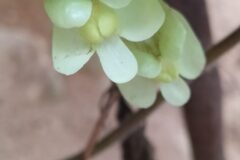 Asarina procumbens_Merce Vallicrosa CC BY-NC