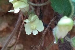 Asarina procumbens_Merce Vallicrosa CC BY-NC