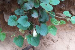 Asarina procumbens_Merce Vallicrosa CC BY-NC