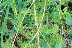 Asparagus acutifolius_Isabel Gallen