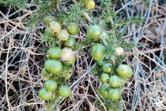 Asparagus acutifolius_Joaquim Reberte CC BY-NC