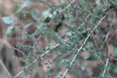 Asparagus acutifolius_Jordi Rovira