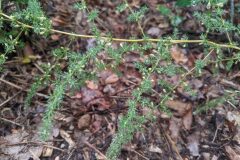 Asparagus acutifolius_Katarzyna Zarnowiec CC BY-SA