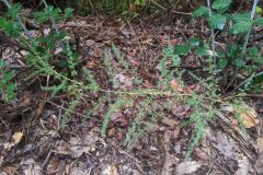 Asparagus acutifolius_Katarzyna Zarnowiec CC BY-SA