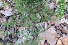 Asparagus acutifolius_Merce Vallicrosa CC BY-NC