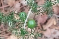 Asparagus acutifolius_Merce Vallicrosa CC BY-NC