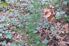 Asparagus acutifolius_Merce Vallicrosa CC BY-NC