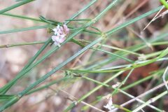 Asperula cynanchica cynanchica_Roger Vila CC BY-NC