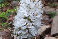 Asphodelus albus_Merce Vallicrosa CC BY-NC