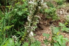 Asphodelus albus_Merce Vallicrosa CC BY-NC