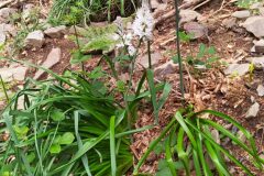 Asphodelus albus_Merce Vallicrosa CC BY-NC