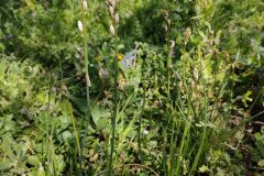 Asphodelus fistulosus_Eden Ramirez