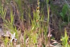 Asphodelus fistulosus_Merce Vallicrosa CC BY-NC