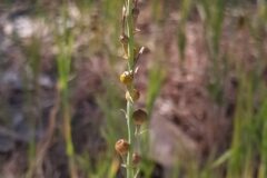 Asphodelus fistulosus_Merce Vallicrosa CC BY-NC