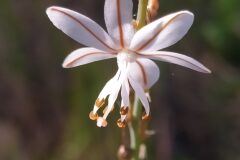 Asphodelus fistulosus_Merce Vallicrosa CC BY-NC