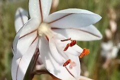 Asphodelus fistulosus_Neus Julia 